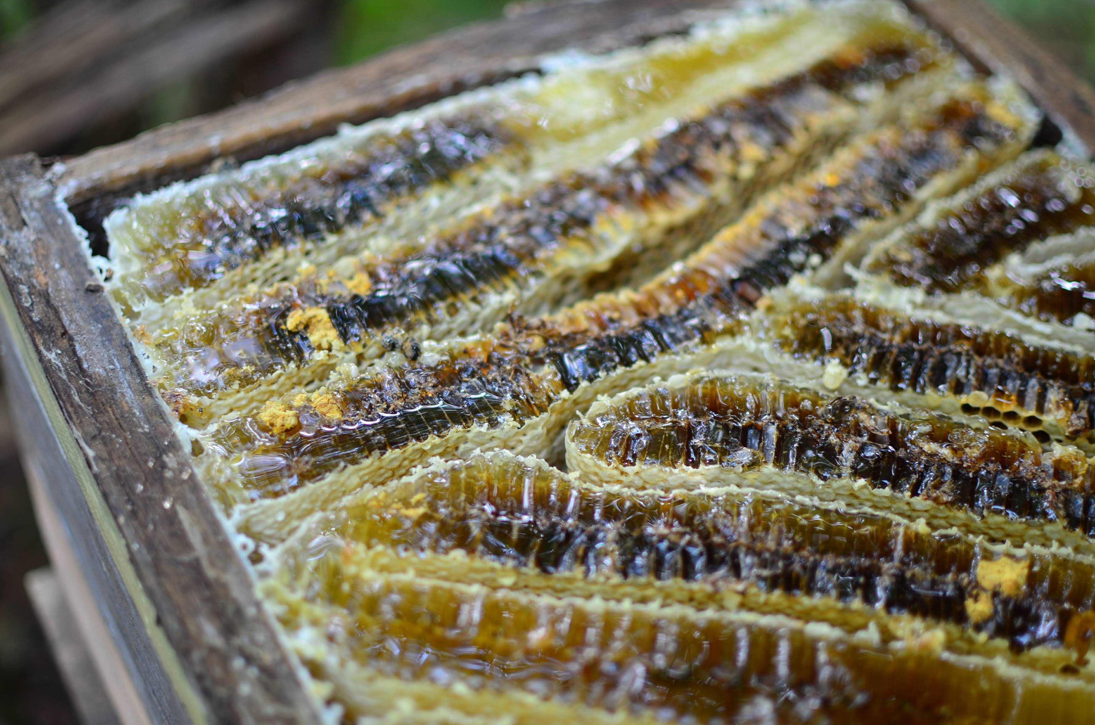 蒜山高原328農園のハチミツ販売開始｜NEWS｜GREENable HIRUZEN